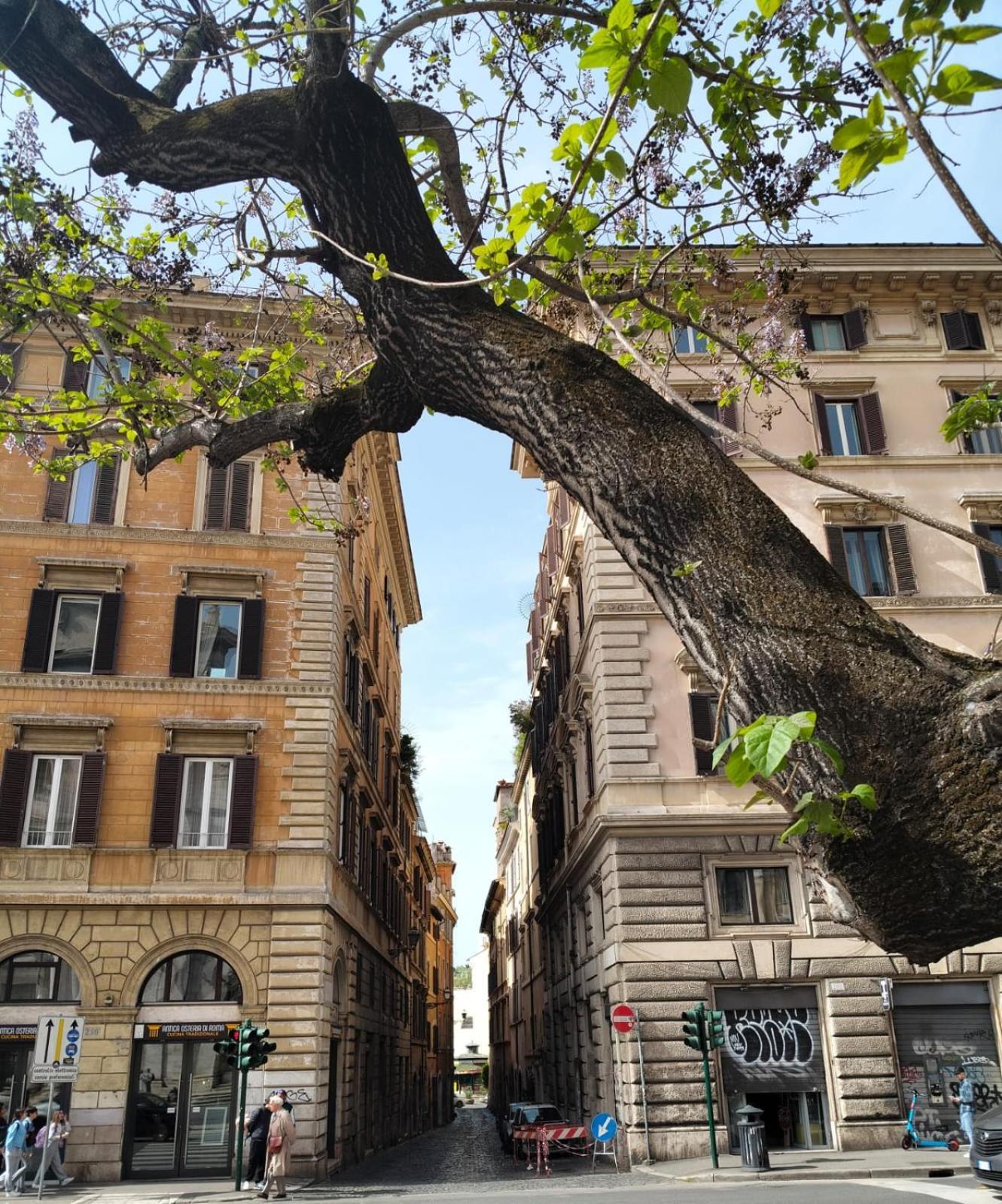 Vatican Near Sweet Home Terrace Roma Exterior foto